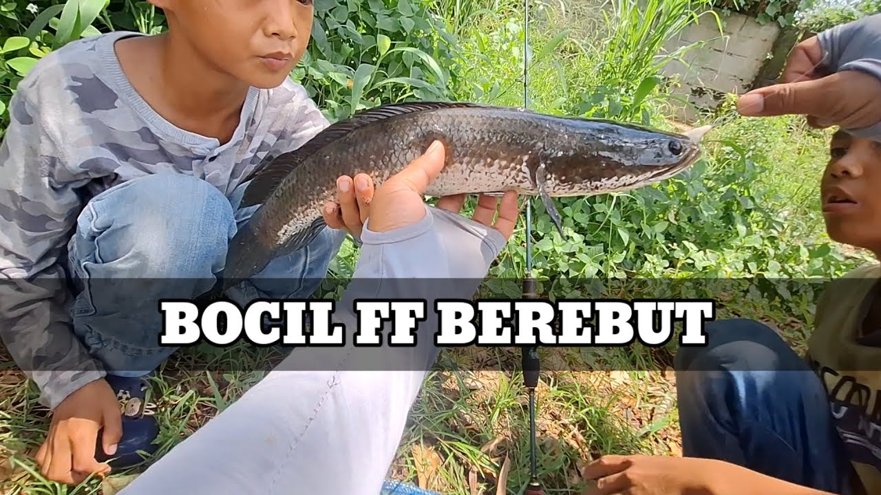 CASTING GABUS HARUAN || SOFTFROG CURUT TENGGELAM || BOCIL FF KOMPLEK BEREBUT IKAN