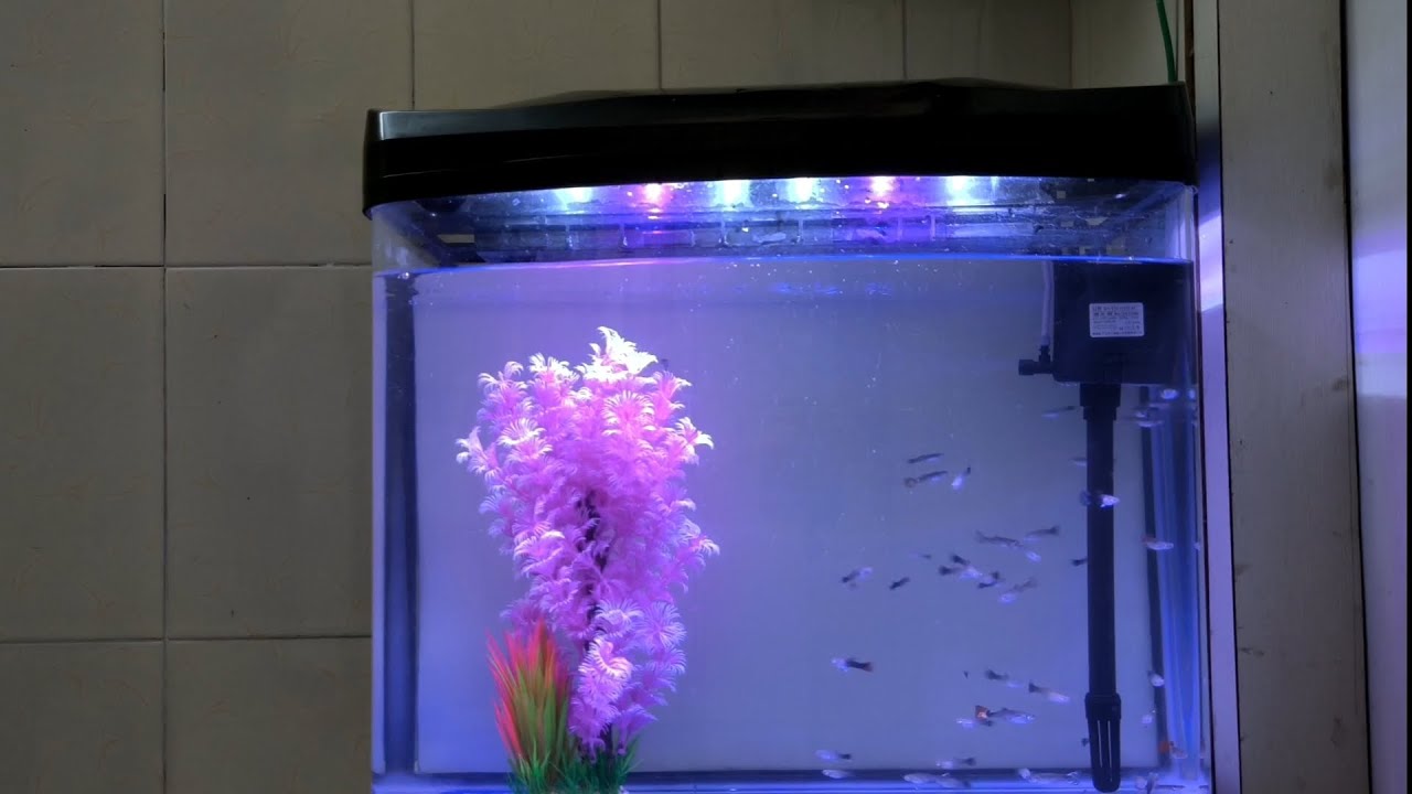 Guppy fish tank cleaning l Step by step l Full detailed video YouTube