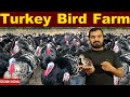 Turkey Bird farming | वजनदार मुर्गे | कम लागत | ज्यादा मुनाफा | Turkey murga farm | टर्की पालन