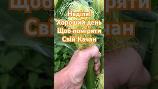 Звідки правильно міряти качан?
