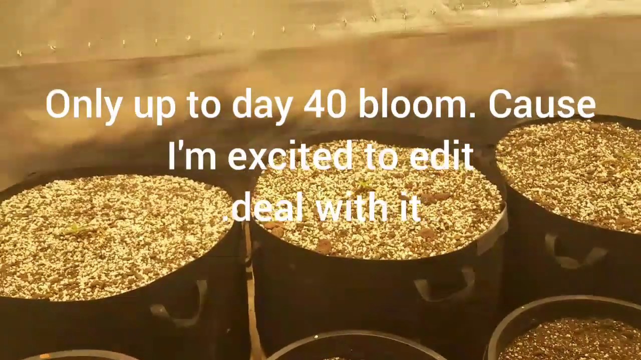 3LB Organic cannabis grow part 1 HLG 550 V2r G.W. Gorilla butter F2