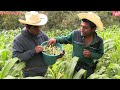 Fuimos al campo a cortar ejotes tiernos de nuestra cosecha para la comida.