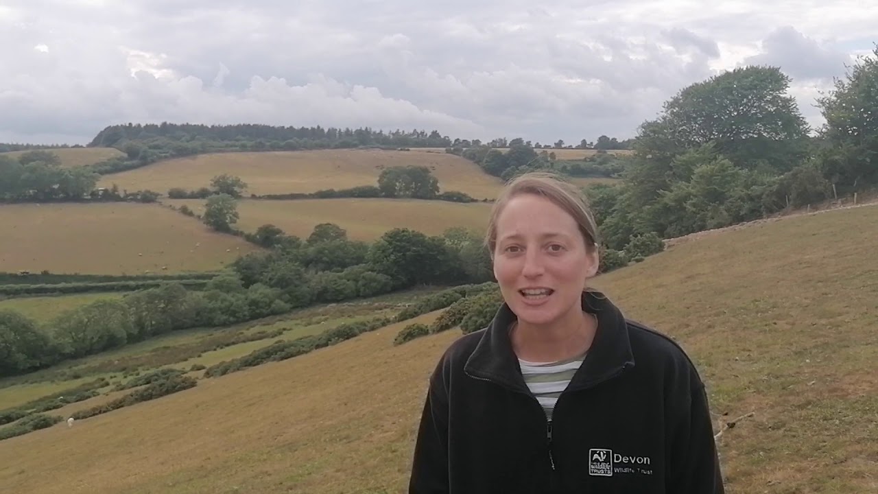 Saving Devon's Treescapes