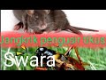 JANGKRIK PENGUSIR TIKUS BUKTIKAN PASTI MANJUR,PUTAR SWARA TARUH DI PLAFON PE PAGI,TIKUS PADA KABUR