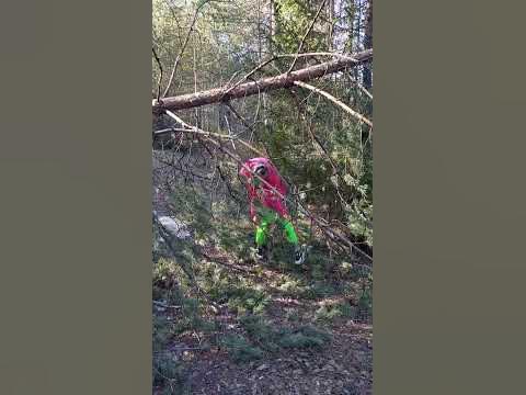 Бурелом. - YouTube