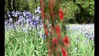 Bluebells And Poppies