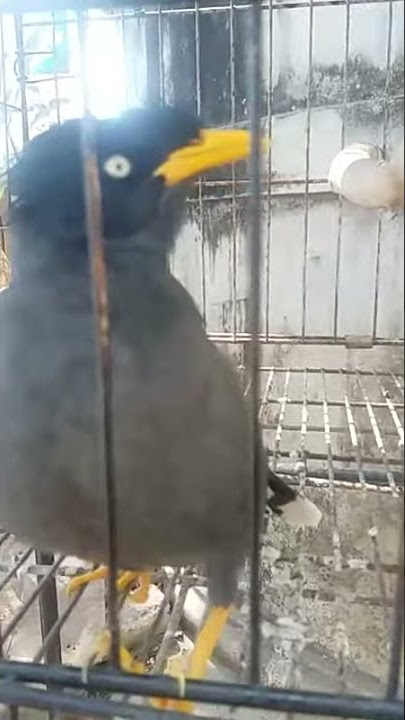 Jalak kebo ucap salam batuk batuk ketawa bunyi ketokan palu