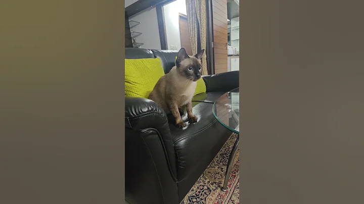 Video 11877671: siamese cat