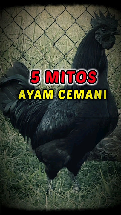 INILAH‼️5 MITOS AYAM CEMANI #fedshorts #mitos #ayamcemani