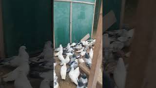 Иранские голуби в Астрахани #pigeons