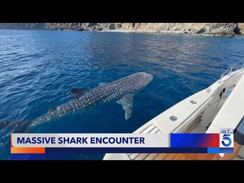 CLOSE ENCOUNTER with a whale shark in SoCal