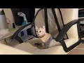 Highland Lynx Kitten Meowing の動画、YouTube動画。