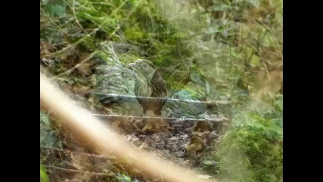endemic, Santa Marta Antpitta, Grallaria bangsi, Sierra Nevada de Santa