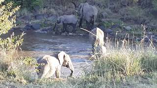 Amazing River crossing at the Masai Mara.