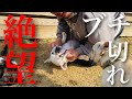 ドッグブリーダーがブチ切れるとこうなります