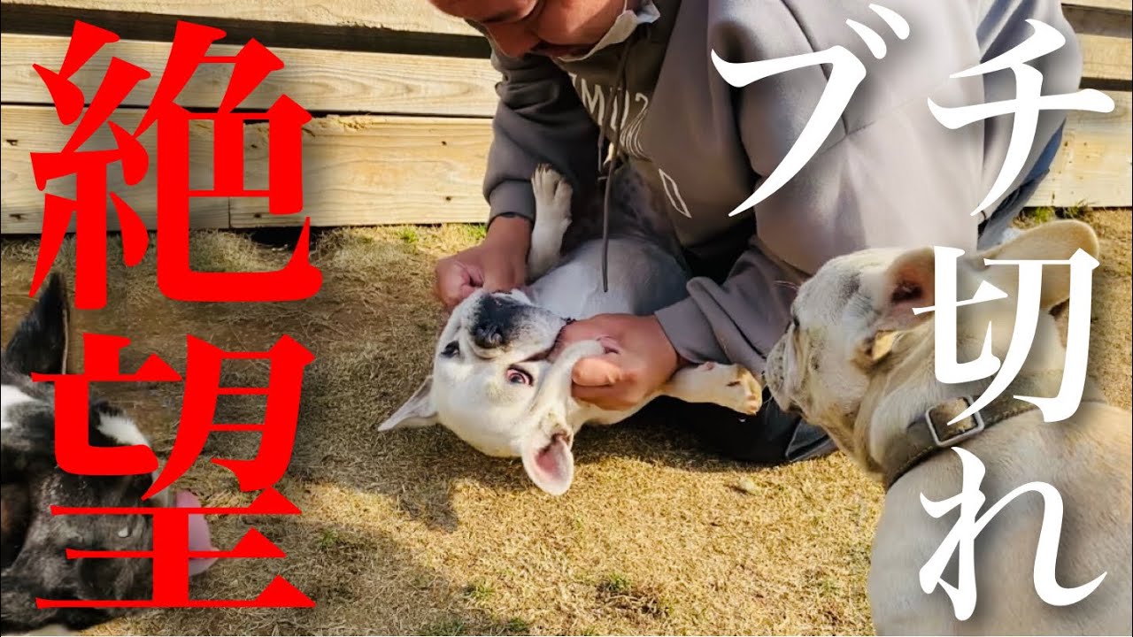 ドッグブリーダーがブチ切れるとこうなります