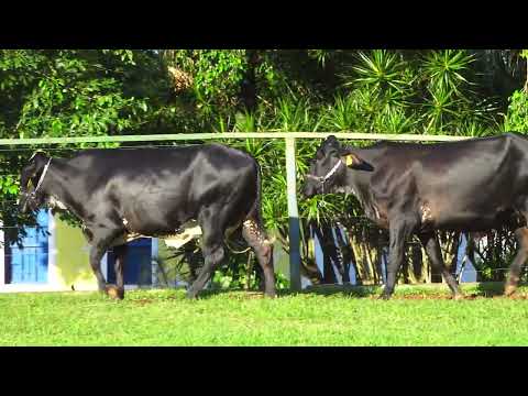 LOTE 164   HORTÊNSIA FIV ODANA SANTA LUZIA   5241CG e URSA FIV GARDNER SANTA LUZIA   5135CG