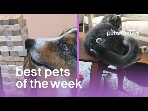 best-pets-of-the-week-(august-2019)-week-4-|-the-pet-collective