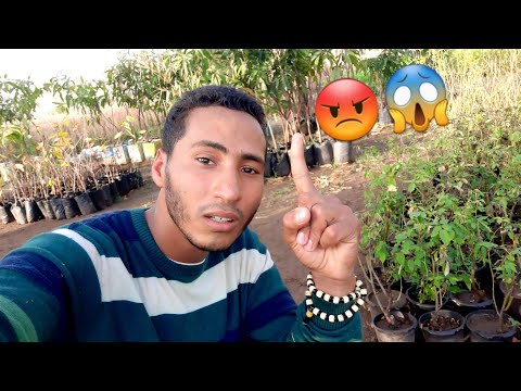 اوعى تشتري شتلات في شهر ٦و٧ معلومات يخفونها اصحاب المشاتل مهم جدا رمضانك من داخل المشتل