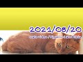 モンプチクリスピーキッスとびきり贅沢がおいしすぎるうちの猫たち 2021/08/20