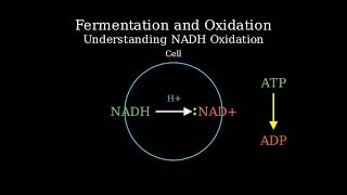 In fermentation IS - is