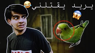 احدث فرد بالعائلة يريد قتلي😂🦜 | ببغاء الدرة الهندي