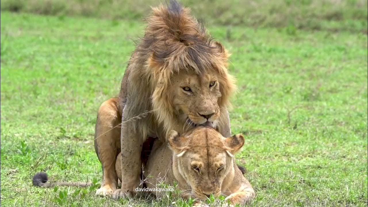 Mating men. Lions mating close up.