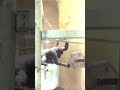 チビゴリラのキンタロウは、一生懸命に箱の中から餌を取る【京都市動物園】 #Shorts