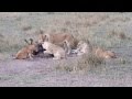 Kenya safari  sept 2013  lions killing wildebeest 2 of 3