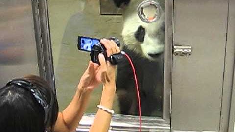steph shooting panda thru pane video