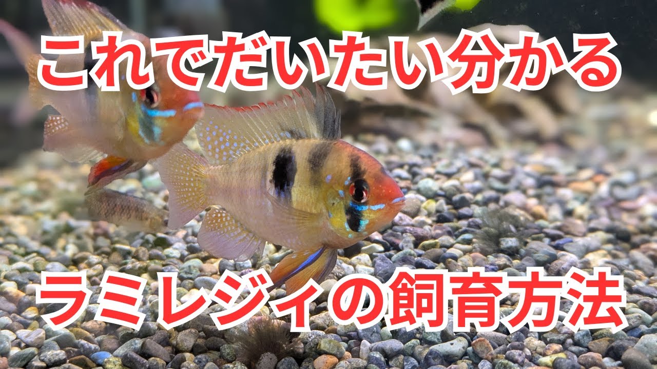 ラミレジィの飼育方法をざっくり解説！