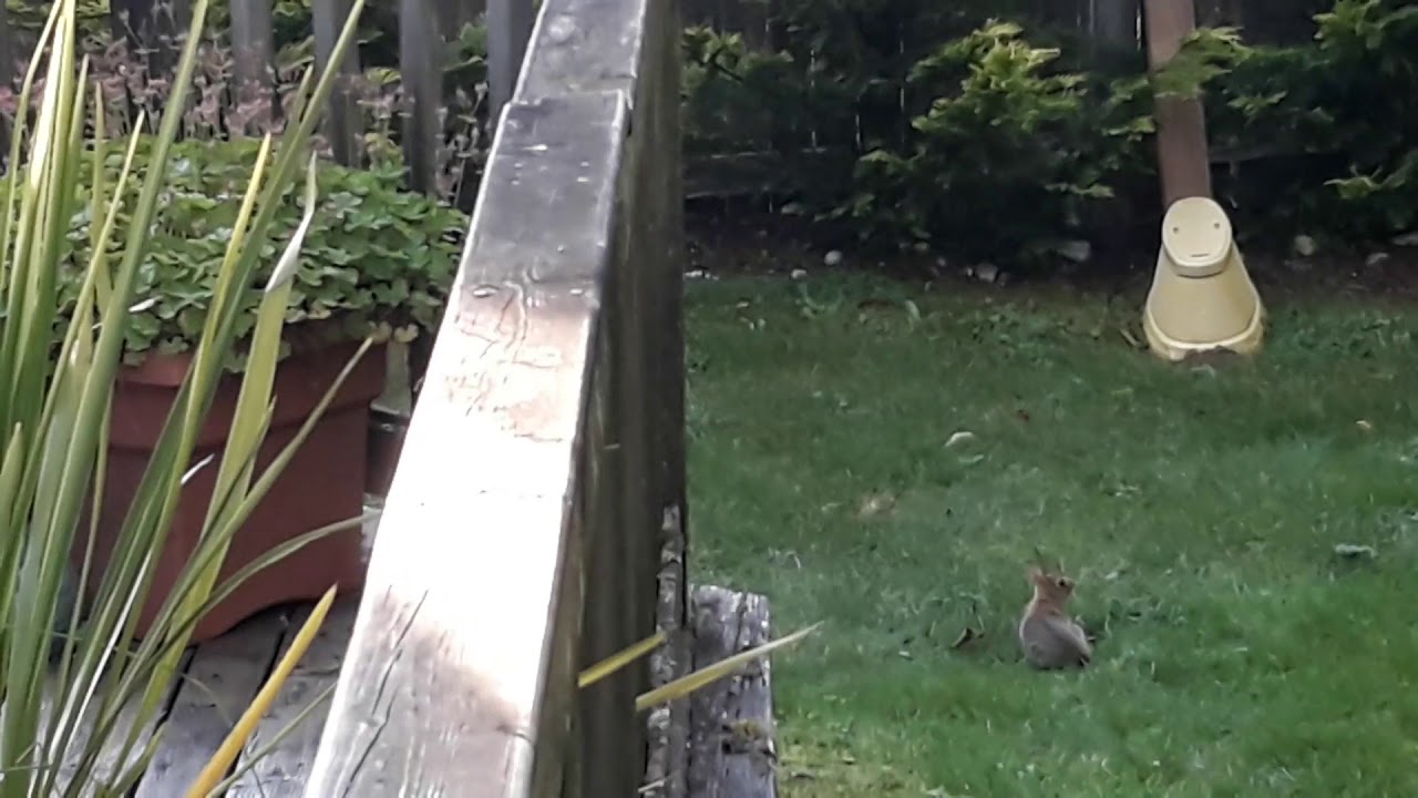 HI RABBIT, BYE RABBIT - YouTube