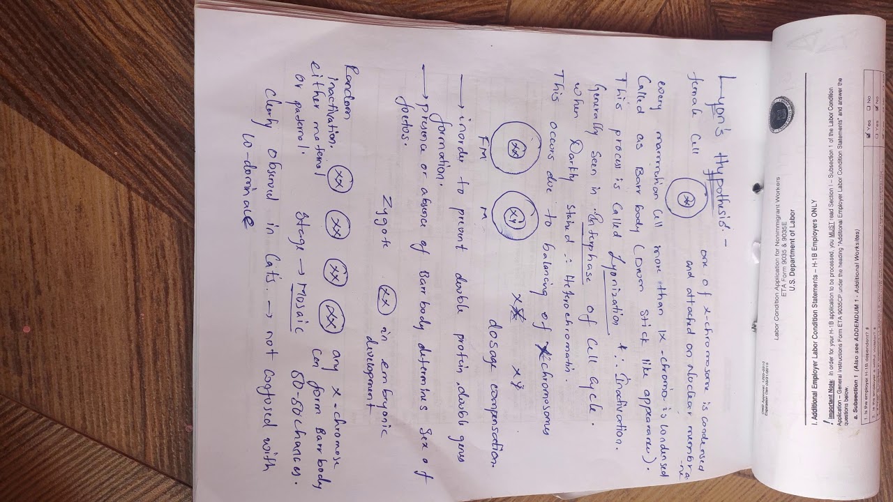 lyon hypothesis notes