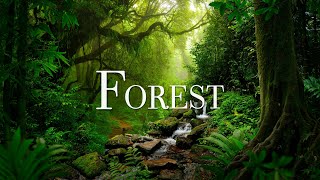 Лес 4K Природный релаксационный фильм с красивой расслабляющей музыкой, медитационная музыка