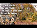 352 | 1 Loạt Lý Do Khiến Người Nhật Không Ăn Trái Cây Mình Tự Trồng | Đức Thư Vlogs