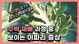 수박 재배  과정 중 보이는 이파리 증상 #물부족 #가리결핍 #초기근권