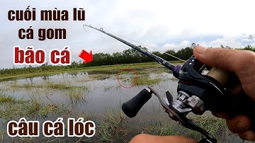 Câu Lure Cá Lóc ● Cuối Mùa Lũ Cá Lóc Gom Đám Ruộng Cỏ Táp Mồi Thấy Ham | Tâm Râu Vlog #186