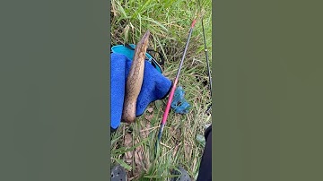 Con cá chạch to nhất từ đầu mùa tới giờ #cauca #fishing #caucathugian #fish #shorts