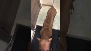 Im Coming Home To My Baby Dog