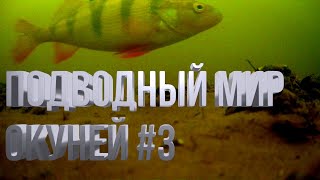 подводный мир окуней #3