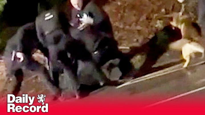 Moment Huntingdon train stabbing suspect arrested by armed cops caught on dramatic video footage