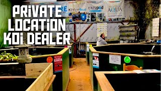 UNBELIEVABLE KOI DEALER VISIT IN THE UK**PRIVATE LOCATION**AMAZING HUGE KOI**