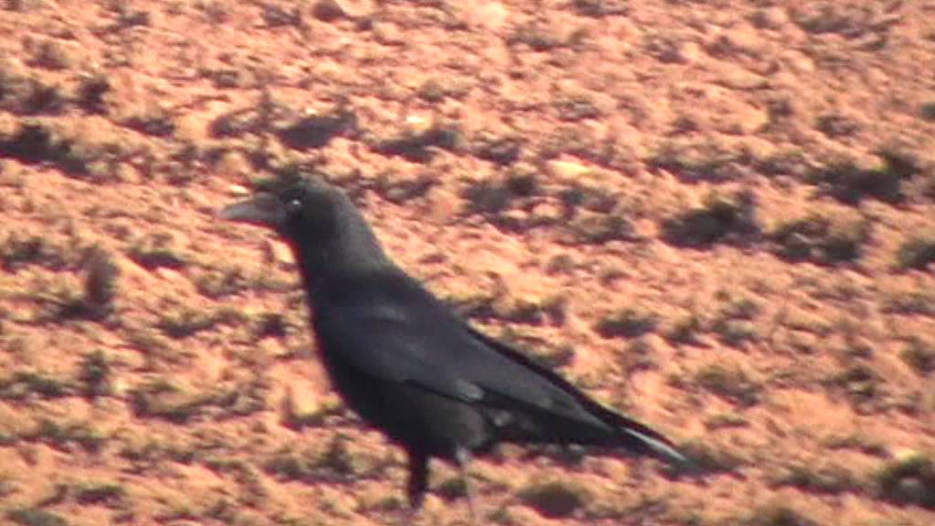 watershed Carrion or Hooded Crow or Corvus Corone
