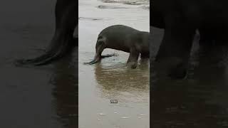 Conocimos al Lobo Marino en Perú  ??