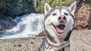 My Husky's Epic Journey To Reach This Waterfall!