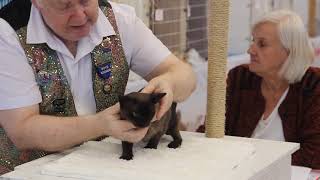 BCCNZ Cat Show 2021 - West Melton.    Soxndots Affogato Dora by Burmese Cat Club of New Zealand 22 views 2 years ago 59 seconds