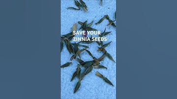 How to Save Zinnia Seeds for Next Year’s Garden 🪴 Easy Seed Saving Guide #seedsaving #shortvideo