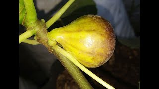Инжир Смокиня жълта студоустойчива (Yellow Hardy fig) Проблема осыпания плодов. 07.10.20