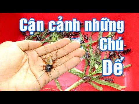 Video Cách phân biệt các loại Dế | Review Cricket - youtube