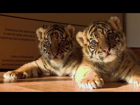Video: Cómo Nombrar A Un Cachorro De Tigre